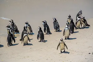 Flock Of Birds Prints: View of African penguins on Boulders Beach