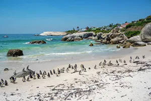 Flock Of Birds Prints: View of African penguins on Boulders Beach