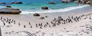 Flock Of Birds Prints: View of African penguins on Boulders Beach