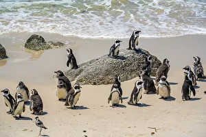 Flock Of Birds Prints: View of African penguins on Boulders Beach