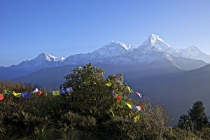 Nepal Prints: View of Annapurna I and Annapurna South from Poon Hill at dawn, with Buddhist prayer flags