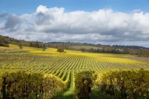 Viniculture Prints: View over autumn vines at Denbies Vineyard, near Dorking, Surrey, England