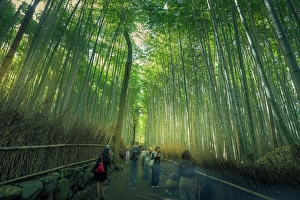 Ward Prints: View of Bamboo walkway, Sagatenryuji Tateishicho, Ukyo Ward, Kyoto, Honshu, Japan