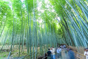 Grove Prints: View of Bamboo walkway, Sagatenryuji Tateishicho, Ukyo Ward, Kyoto, Honshu, Japan