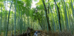 Ward Prints: View of Bamboo walkway, Sagatenryuji Tateishicho, Ukyo Ward, Kyoto, Honshu, Japan
