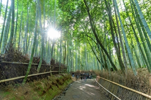 Grove Prints: View of Bamboo walkway, Sagatenryuji Tateishicho, Ukyo Ward, Kyoto, Honshu, Japan