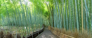 Photogenic Prints: View of Bamboo walkway, Sagatenryuji Tateishicho, Ukyo Ward, Kyoto, Honshu, Japan