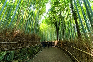 Grove Prints: View of Bamboo walkway, Sagatenryuji Tateishicho, Ukyo Ward, Kyoto, Honshu, Japan