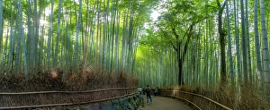 Wander Prints: View of Bamboo walkway, Sagatenryuji Tateishicho, Ukyo Ward, Kyoto, Honshu, Japan