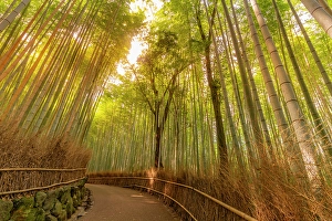 Grove Prints: View of Bamboo walkway, Sagatenryuji Tateishicho, Ukyo Ward, Kyoto, Honshu, Japan