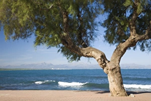 Sea Front Prints: View across the Bay of Alcudia from seafront promenade, Colonia de Sant Pere
