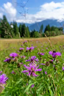 Pollinators Prints: View of bee on cornflower near Mittelstation on a sunny day