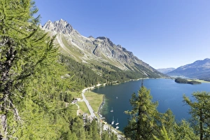 Lake Sils Prints: View of the blue Lake Sils from Plaun da Lej, Canton of Graubunden, Engadine, Switzerland