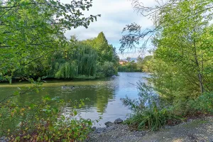 Stroll Prints: View of a boating lake surrounded by trees and autumn colors in Chesterfield