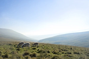 Ovis Aries Prints: View in The Brecon Beacons National Park, Wales, United Kingdom, Europe