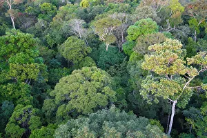 Manaus Prints: View over the canopy of the Adolpho Ducke Forest Reserve
