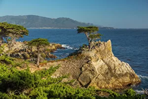 Traditionally American Gallery: View of Carmel Bay and Lone Cypress at Pebble Beach, 17 Mile Drive, Peninsula, Monterey