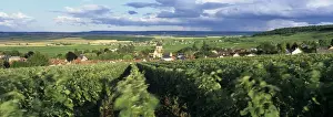 Marne Prints: View over Champagne vineyards to the village of Villedommange (Ville Dommange