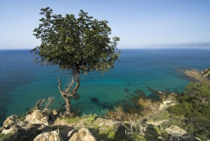 Foliage Prints: View along Chrysochou Bay on North West coast, near Latsi, Cyprus, Mediterranean, Europe
