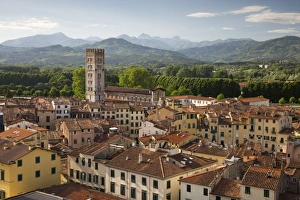 San Frediano Prints: View over city to San Frediano from atop Torre Guinigi, Lucca, Tuscany, Italy, Europe