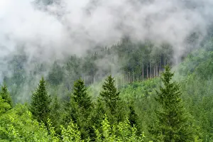 Waterfalls Prints: View of cloud amongst pine trees at Krimml Waterfalls during summer