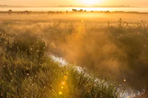 Nature Reserve Prints: View of coastal grazing marsh habitat at sunrise, Elmley Marshes National Nature Reserve