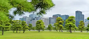 Imperial Prints: View of contrasting city skyline and Japanese Red Pine trees near the Imperial Palace of Tokyo