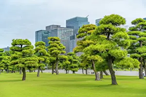 Oasis Prints: View of contrasting city skyline and Japanese Red Pine trees near the Imperial Palace of Tokyo