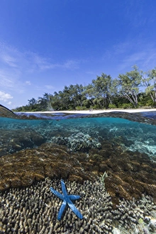 Starfish Prints: Above and below view of coral reef and sandy beach on Jaco Island