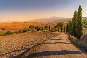 Cypress Tree Prints: View of cypress trees and landscape in the Val d Orcia near San Quirico d'Orcia