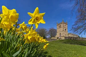 Chesterfield Prints: View of daffodils and St. Leonards Church, Scarcliffe near Chesterfield, Derbyshire