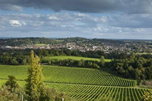 Images Dated 29th August 2009: View of Dorking across Denbies Vineyard, Surrey Hills, Surrey, England