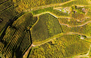 View by drone of top-down high angle view of vineyards, Valtellina, Lombardy, Italy