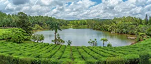 Savanne District Prints: View of exterior of Bois Cheri Tea Estate