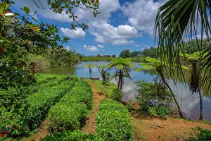 Savanne District Prints: View of exterior of Bois Cheri Tea Estate