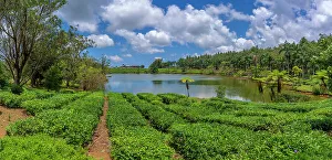 Savanne District Prints: View of exterior of Bois Cheri Tea Estate