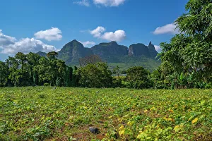 Paddock Prints: View of farm land and mountains from near Ripailles, Mauritius, Indian Ocean, Africa