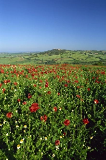 Pienza Prints: View across field of poppies to hilltop village above Val d Orcia