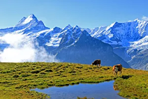 Grindelwald Prints: View from First to Bernese Alps