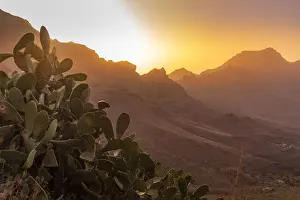 Gran Canaria Prints: View of flora in mountainous landscape during golden hour near Tasarte