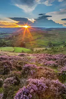 Flowers Prints: View of flowering heather on Stanage Edge and Hope Valley at sunset, Hathersage