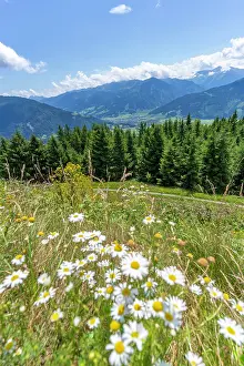 Bloom Prints: View of flowers, meadows and mountains from Plettsaukopf Reservoir on a sunny day