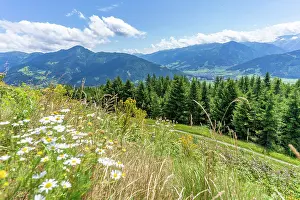 Floral Prints: View of flowers, meadows and mountains from Plettsaukopf Reservoir on a sunny day