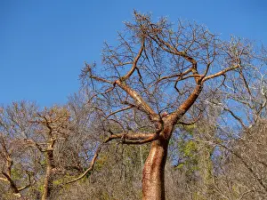 Season Prints: View of Fony baobab trees in Anjajavy Private Reserve, Madagascar under clear blue sky