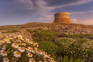 Menorca Prints: View of Fornelles Tower fortress and spring flowers at sunset in Fornelles