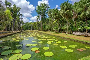 Nymphaeaceae Prints: View of Giant Lilies Pond in Sir Seewoosagur Ramgoolam Botanical Garden