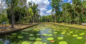 View of Giant Lilies Pond in Sir Seewoosagur Ramgoolam Botanical Garden, Mauritius, Indian Ocean, Africa