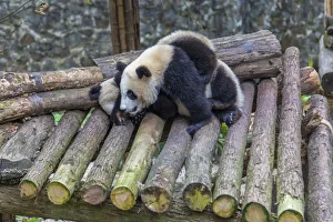 Panda Prints: View of Giant Pandas in the Dujiangyan Panda Base, Chengdu, Sichuan Province, People s
