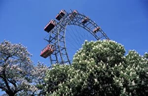 Ferris Wheel Collection: View of the giant Prater ferris wheel above chestnut trees in bloom, Prater entertainment park