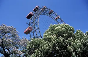 Ferris Wheel Prints: View of the giant Prater ferris wheel above chestnut trees in bloom